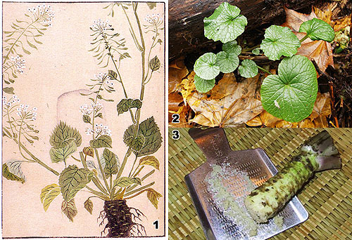 芥末山葵哪个更辣,山葵芥末辣根是一个物种吗