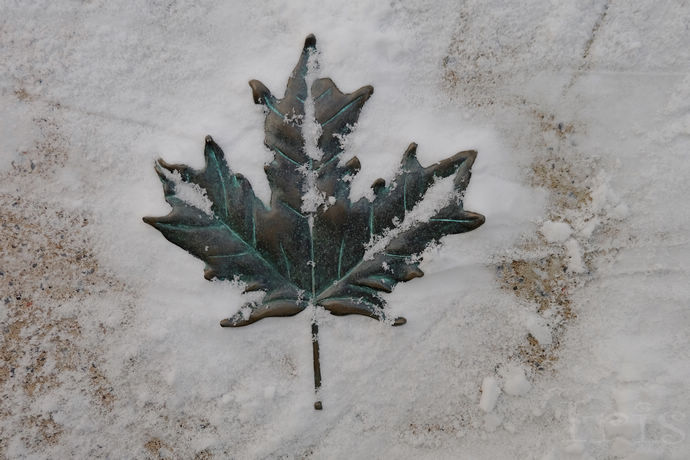 尼亚加拉珍稀冰酒,尼亚加拉冰葡萄酒