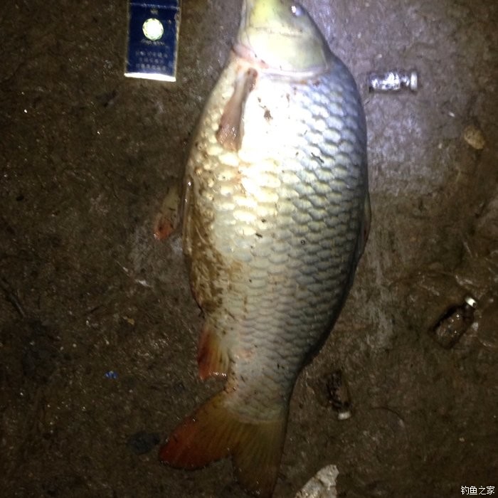 宁夏人钓鱼,黄河钓鱼的人多吗