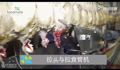 看看外国人是怎样宰牛的,德国杀鸡的全过程