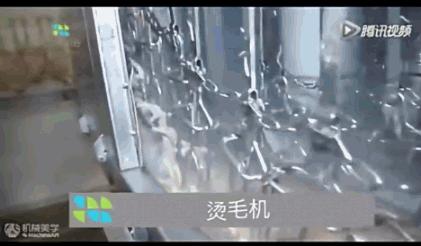 看看外国人是怎样宰牛的,德国杀鸡的全过程