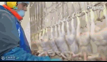 看看外国人是怎样宰牛的,德国杀鸡的全过程