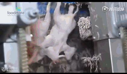 看看外国人是怎样宰牛的,德国杀鸡的全过程