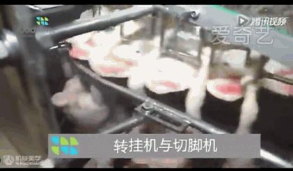 看看外国人是怎样宰牛的,德国杀鸡的全过程