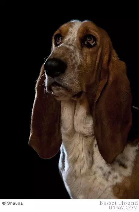 动物世界犬种-巴吉度猎犬