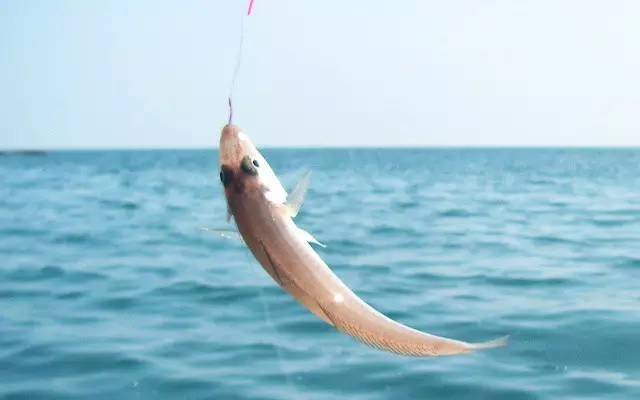 冬季海钓沉底钓鱼技巧,学校钓鱼技巧视频教程