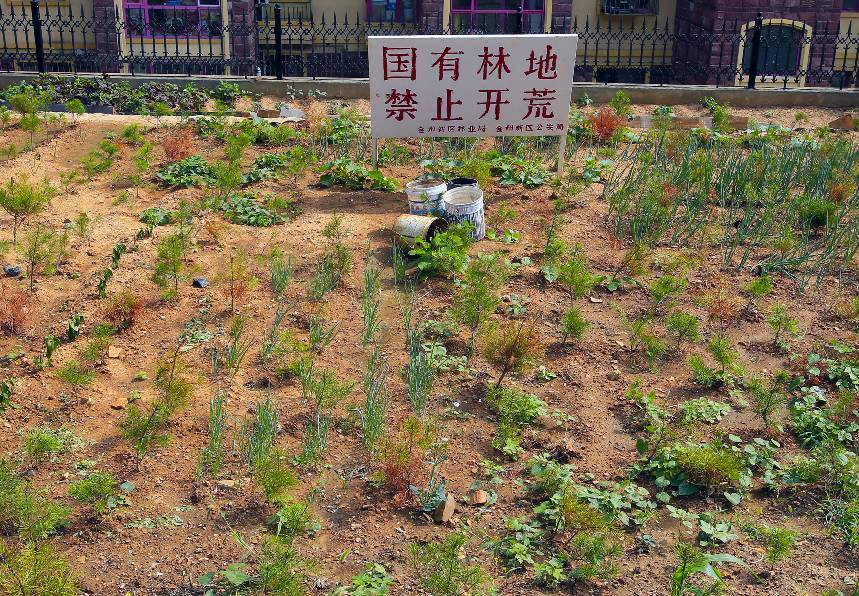 毁林开荒种地,毁林开荒种地案件的处理