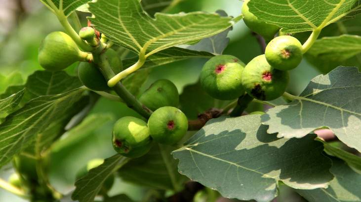 小孩子双脚皮肤溃烂,小孩腿上圆形溃烂化脓怎么回事