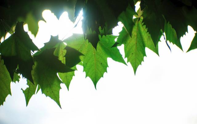 昌吉高逼格餐厅有哪些,昌吉最值得去的餐厅
