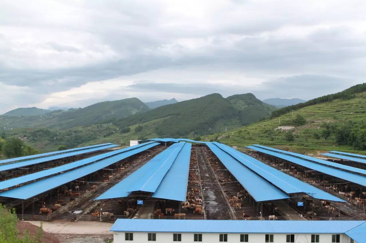 关注丨这家牛肉企业连续亏损5年，盈利后给自己定了一个年产值百亿元的小目标