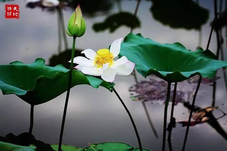 习习清风，朗朗明月