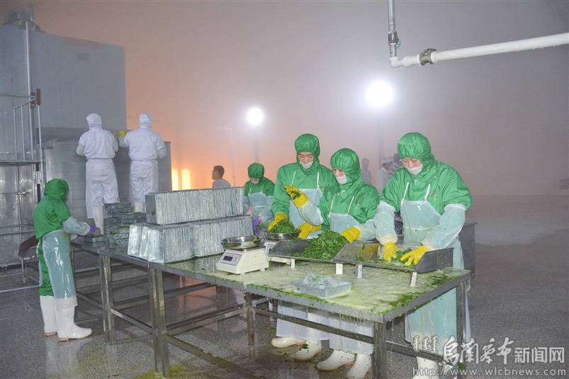 促进农民增收农业增效,商都县乡村振兴最新情况