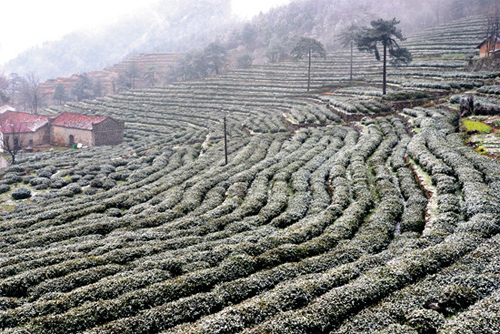 春天为什么忽冷忽热,倒春寒是什么原因引起的