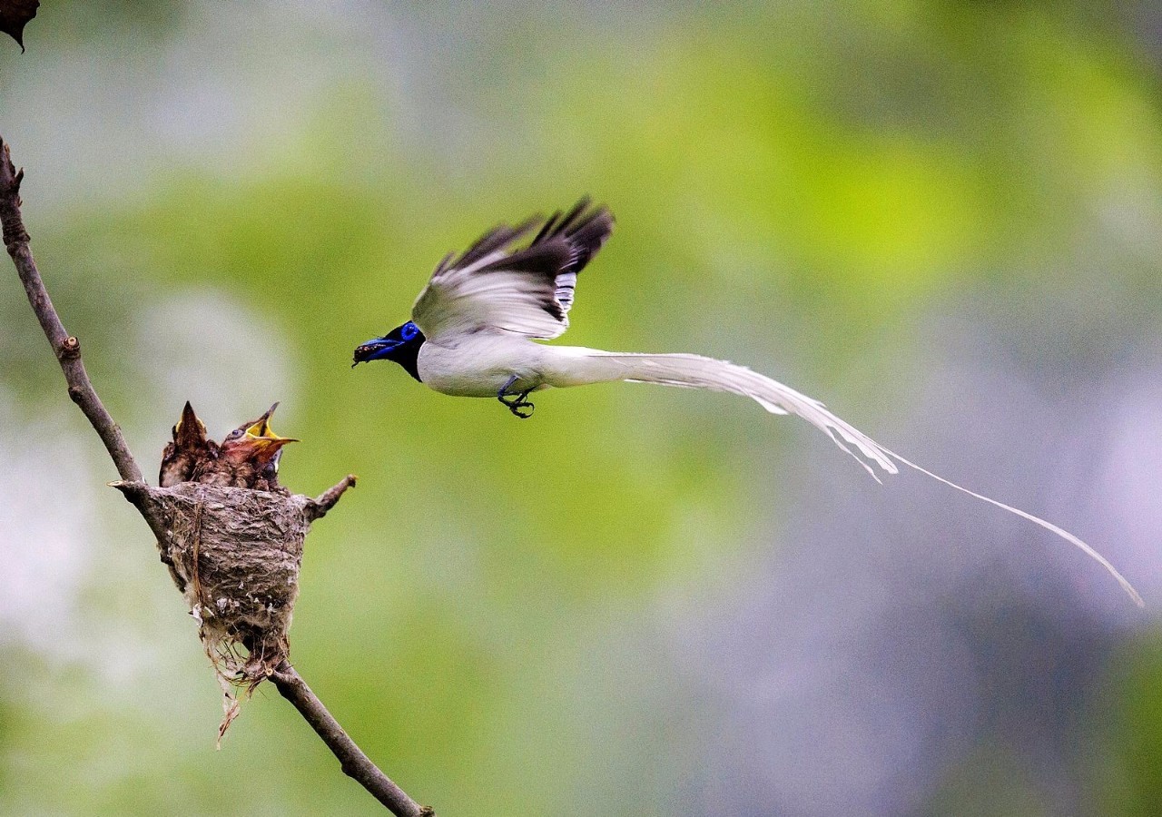 奶水是气血生成的吗,气血补上来奶水就多吗