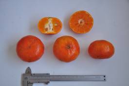 柑橘新品种选育及发展概况,带你认识柑橘新优品种