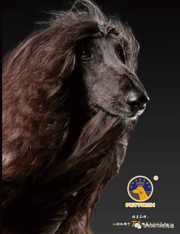 狗粮品牌系列展现设计,狗粮宣传设计