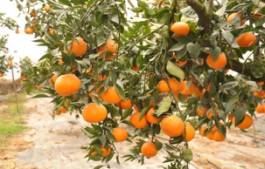 柑橘新品种选育及发展概况,带你认识柑橘新优品种