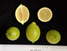 柑橘新品种选育及发展概况,带你认识柑橘新优品种