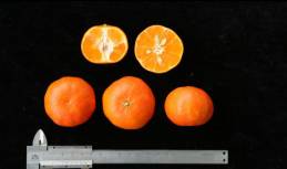 柑橘新品种选育及发展概况,带你认识柑橘新优品种