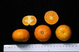 柑橘新品种选育及发展概况,带你认识柑橘新优品种