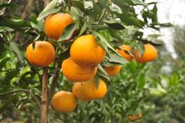 柑橘新品种选育及发展概况,带你认识柑橘新优品种
