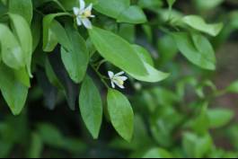 柑橘新品种选育及发展概况,带你认识柑橘新优品种