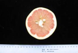 柑橘新品种选育及发展概况,带你认识柑橘新优品种