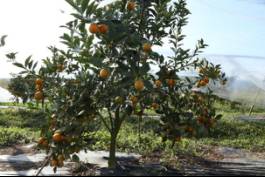 柑橘新品种选育及发展概况,带你认识柑橘新优品种
