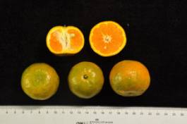 柑橘新品种选育及发展概况,带你认识柑橘新优品种