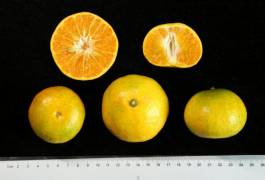 柑橘新品种选育及发展概况,带你认识柑橘新优品种