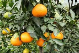 柑橘新品种选育及发展概况,带你认识柑橘新优品种