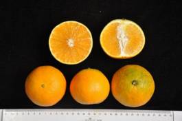 柑橘新品种选育及发展概况,带你认识柑橘新优品种