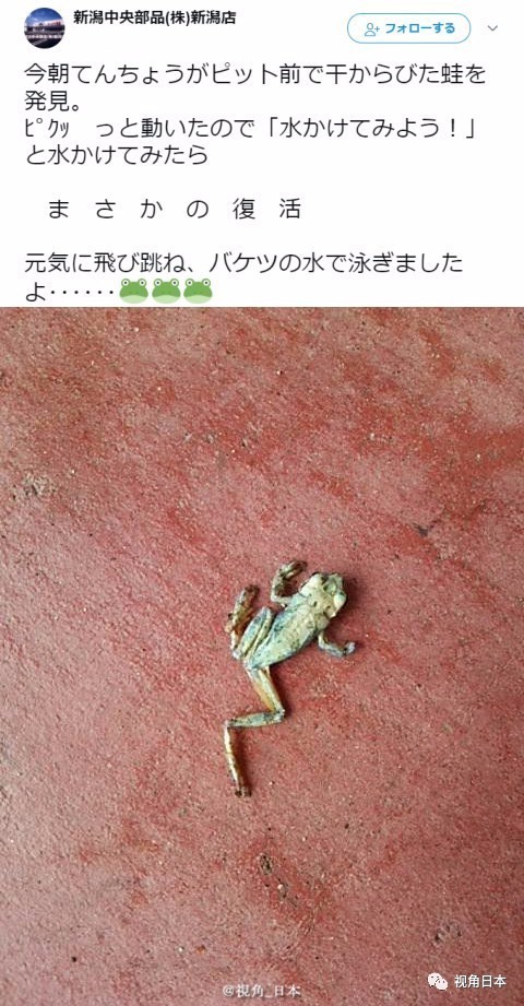 趣闻四则如果直接复印蹲在复印机上的猫奇迹复活的青蛙