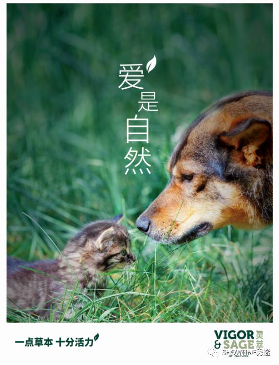 狗粮品牌系列展现设计,狗粮宣传设计