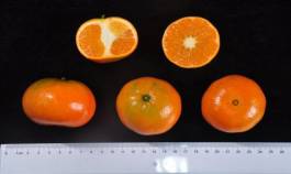 柑橘新品种选育及发展概况,带你认识柑橘新优品种