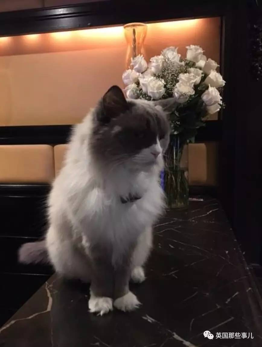 在职7年的喵掌柜终于退休，勤勤恳恳主动加班……对接任的也是放心不下啊……