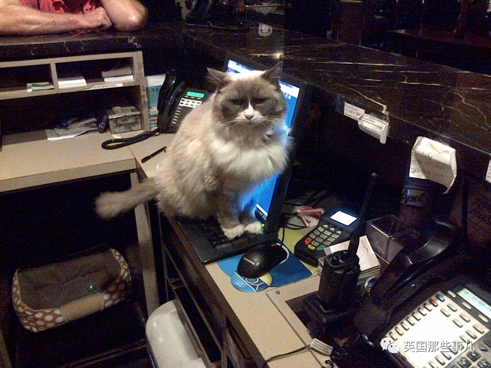 在职7年的喵掌柜终于退休，勤勤恳恳主动加班……对接任的也是放心不下啊……