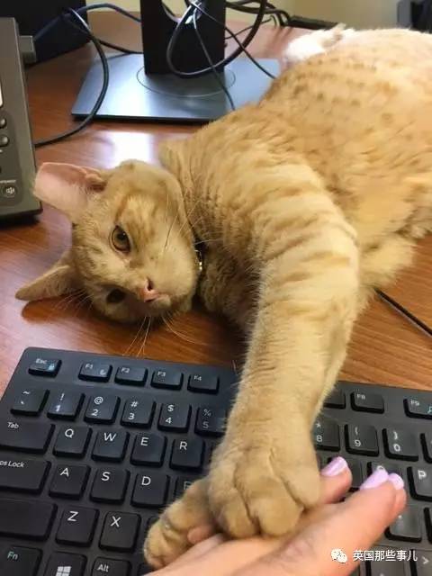 在职7年的喵掌柜终于退休，勤勤恳恳主动加班……对接任的也是放心不下啊……