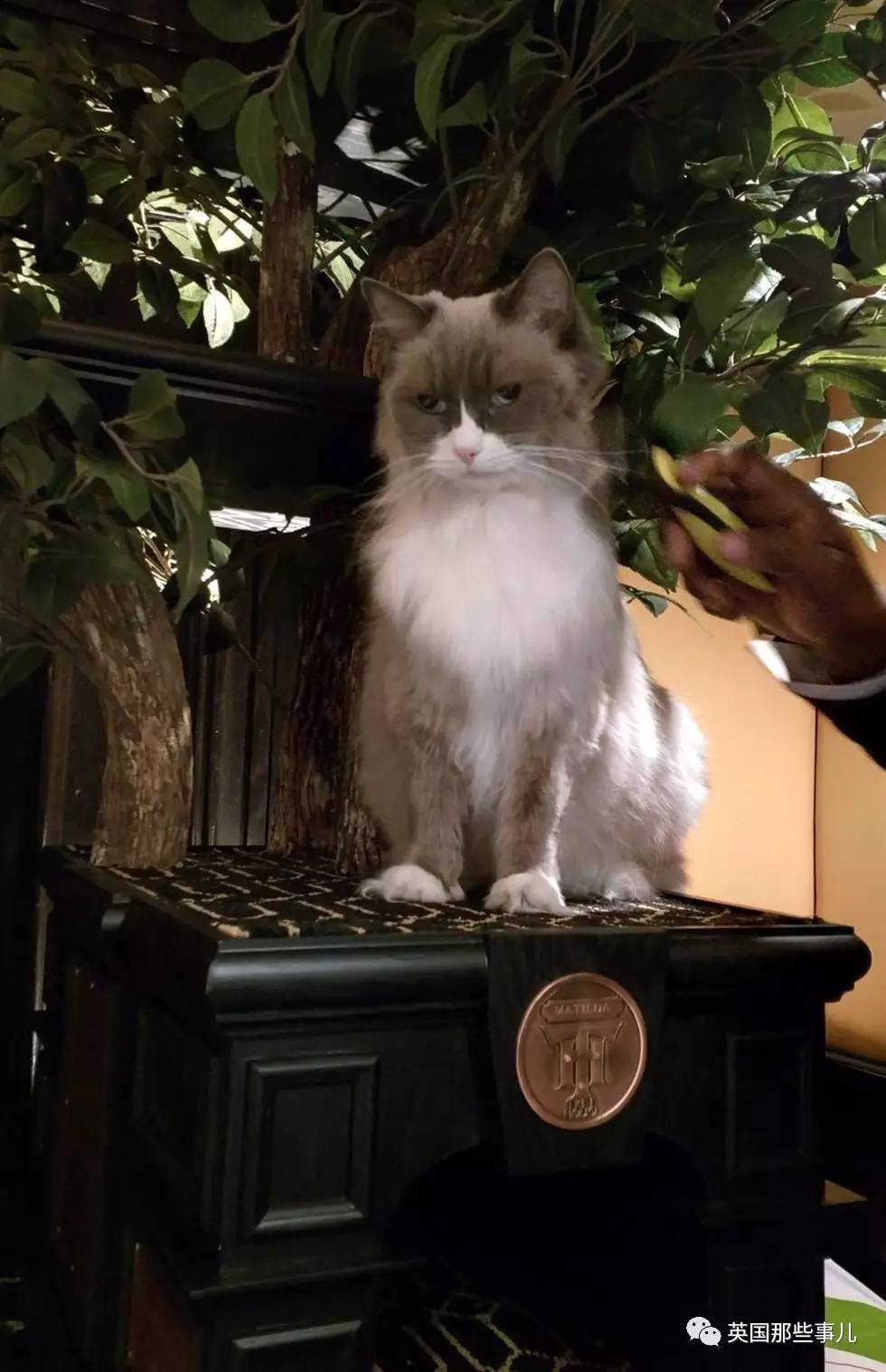 在职7年的喵掌柜终于退休，勤勤恳恳主动加班……对接任的也是放心不下啊……