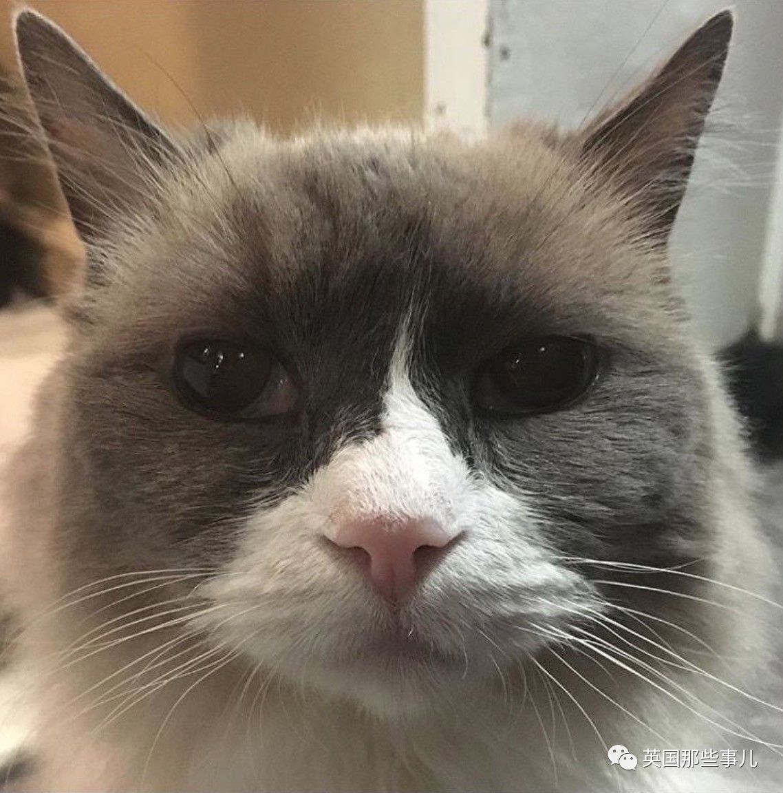 在职7年的喵掌柜终于退休，勤勤恳恳主动加班……对接任的也是放心不下啊……