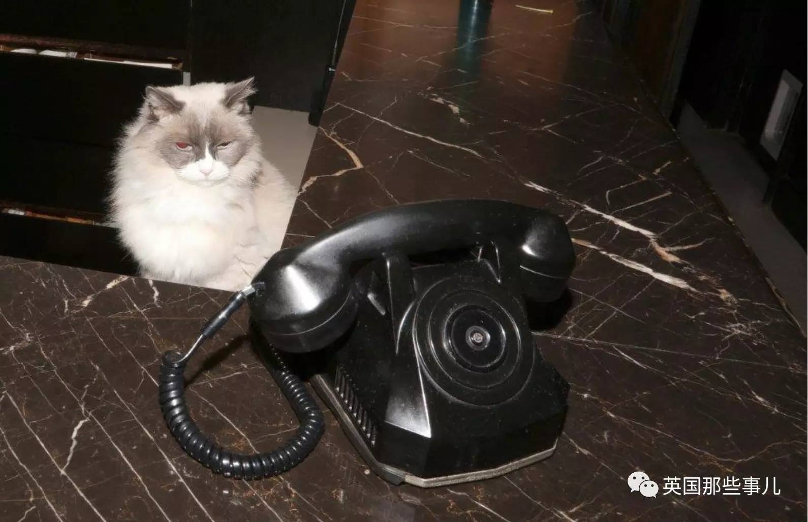 在职7年的喵掌柜终于退休，勤勤恳恳主动加班……对接任的也是放心不下啊……