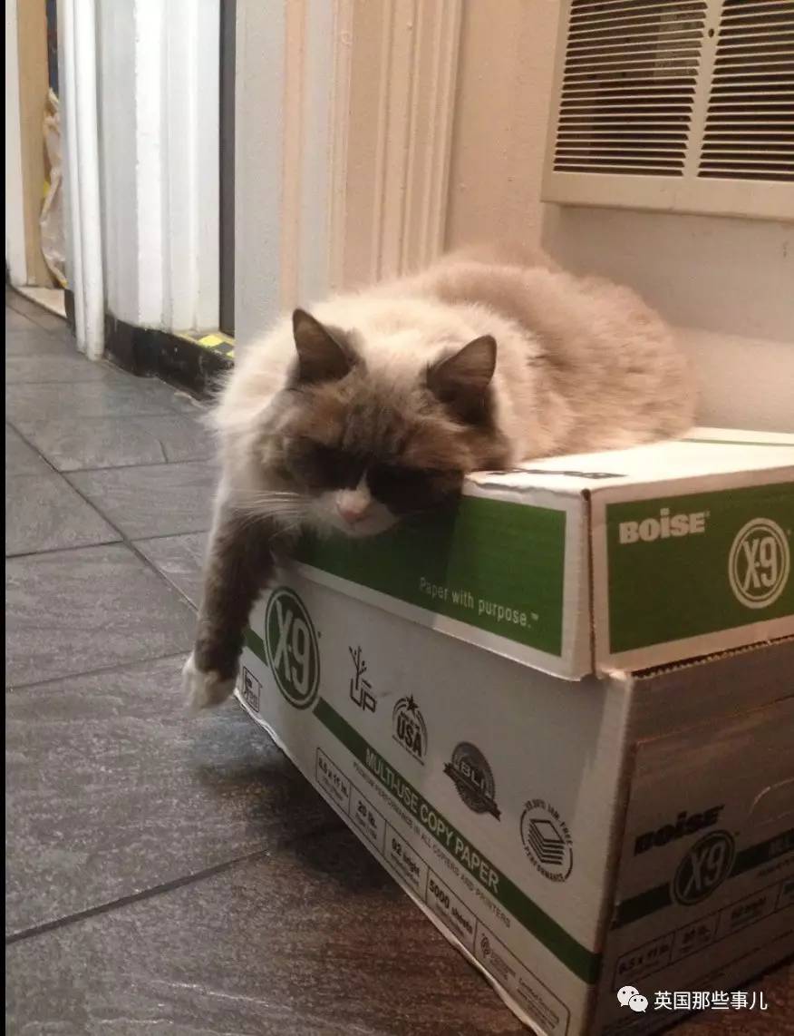 在职7年的喵掌柜终于退休，勤勤恳恳主动加班……对接任的也是放心不下啊……