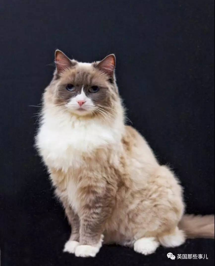 在职7年的喵掌柜终于退休，勤勤恳恳主动加班……对接任的也是放心不下啊……