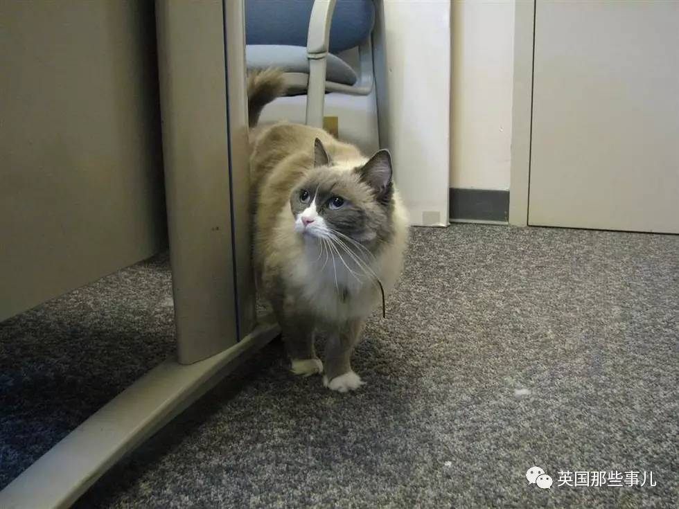 在职7年的喵掌柜终于退休，勤勤恳恳主动加班……对接任的也是放心不下啊……