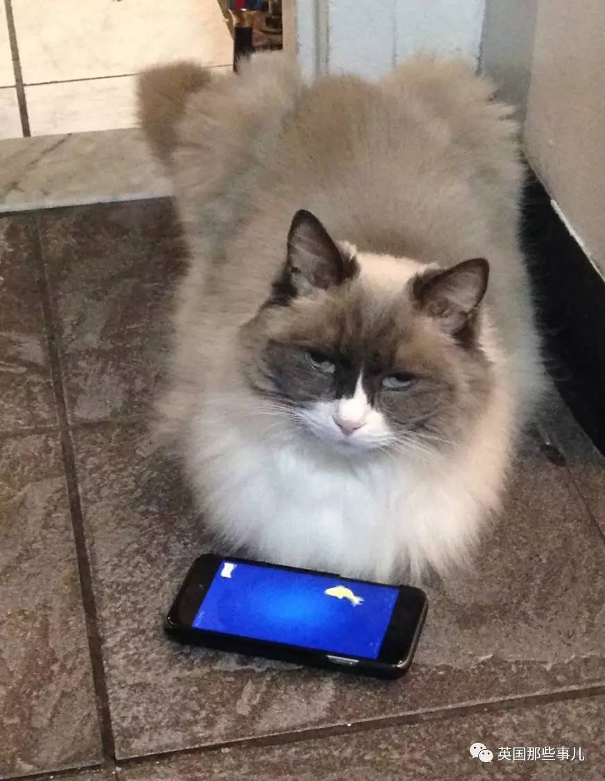 在职7年的喵掌柜终于退休，勤勤恳恳主动加班……对接任的也是放心不下啊……