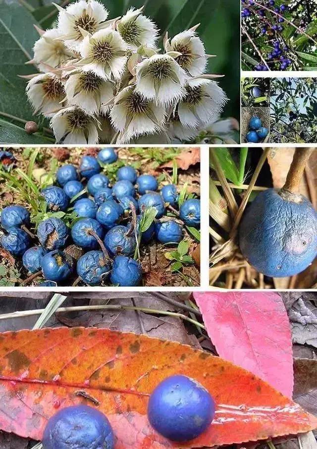 金刚菩提竟然会被减肥几次？惊呆了……