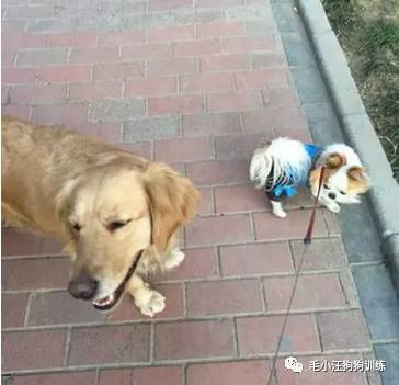 狗子好不容易和金毛女神独处，动情关键时刻竟然尿了！现场日狗真是……