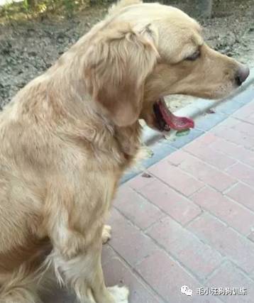 狗子好不容易和金毛女神独处，动情关键时刻竟然尿了！现场日狗真是……