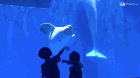 孩子去极地馆总是玩不够？现在一家三口无限次畅游只要650元｜还有机会抢免费门票