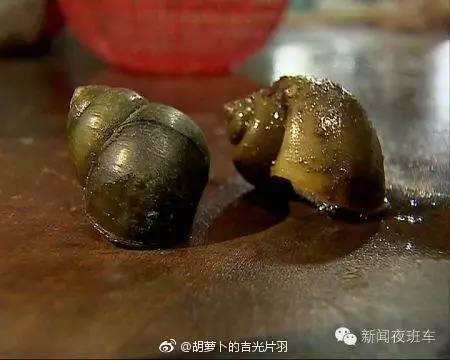 福寿螺寄生虫真实案,女子吃福寿螺感染寄生虫